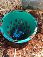 COMPOT -  In-ground worm farm Composter